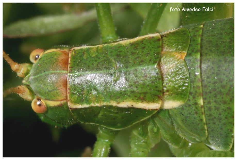 Metaplastes sp. femmina in Sila (CS).